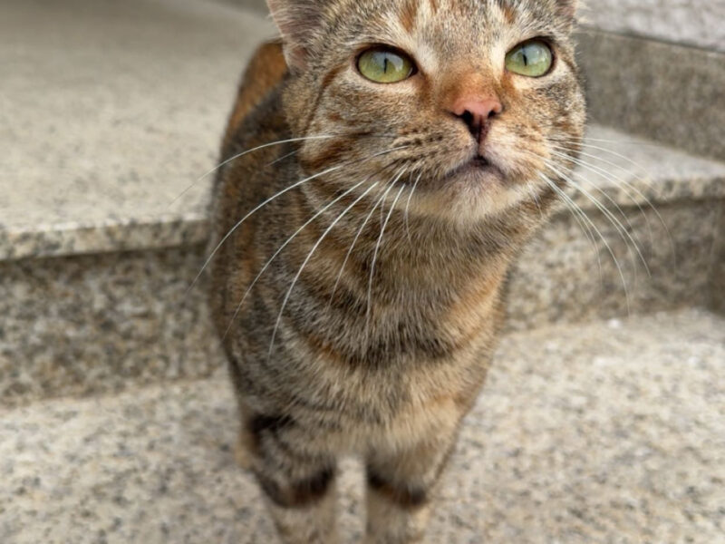 Zaginęła Kotka Brunia