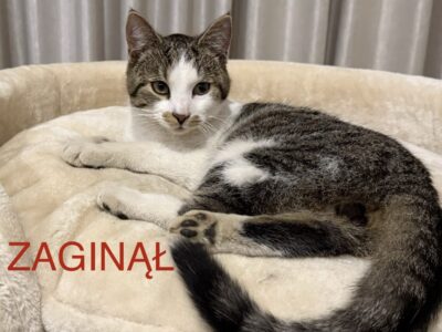 Zaginął Kot Gniszewo