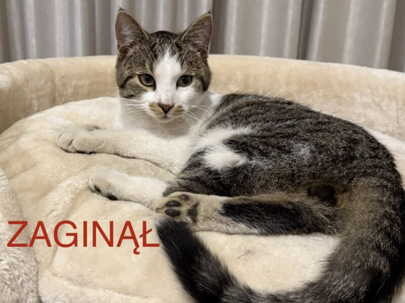 Zaginął Kot Gniszewo