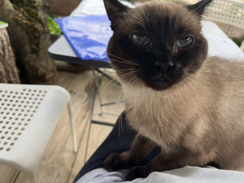 Poszukiwany Kot syjamski Julian