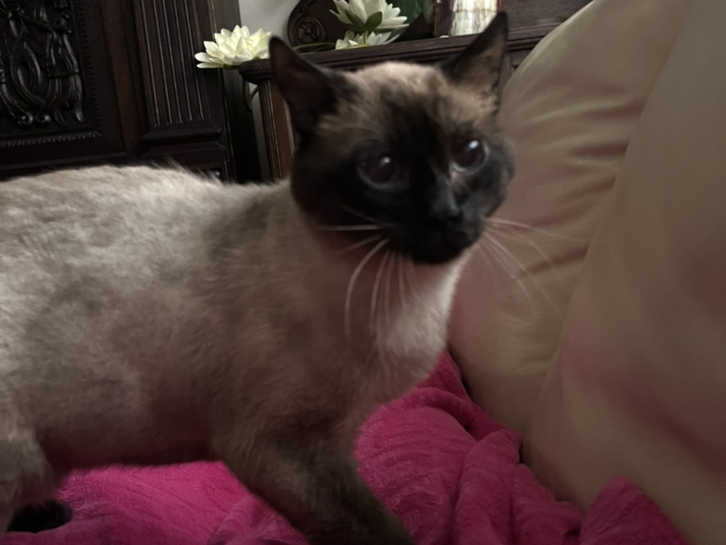 Poszukiwany Kot syjamski Julian