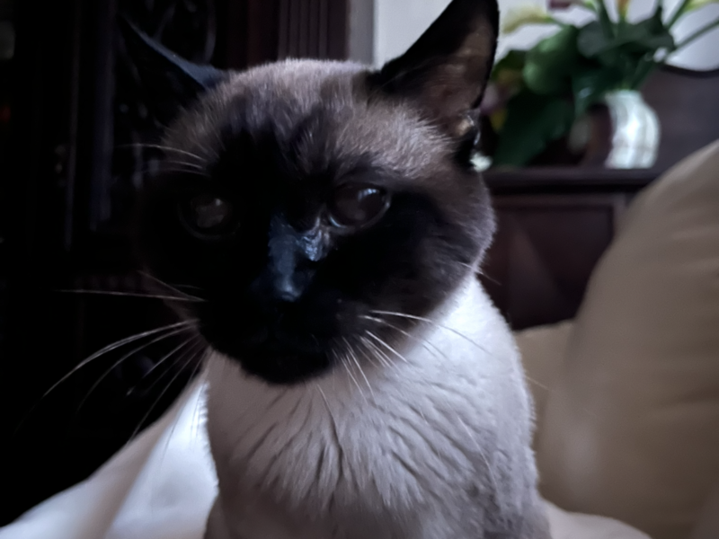 Poszukiwany Kot syjamski Julian