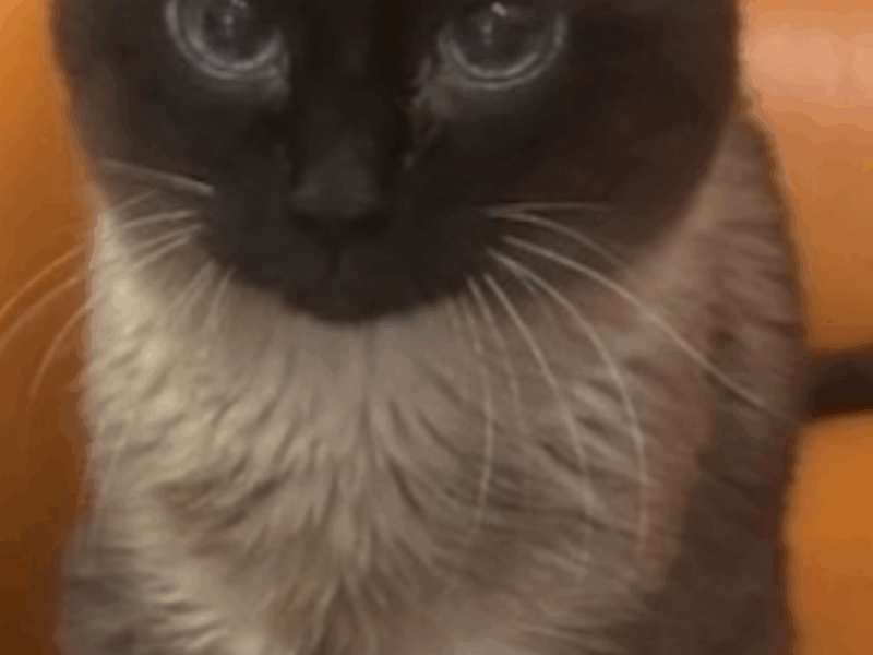 Poszukiwany Kot syjamski Julian