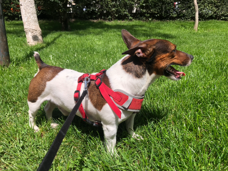 Zaginął Piesek Romeo