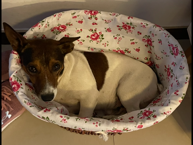 Zaginął Piesek Romeo