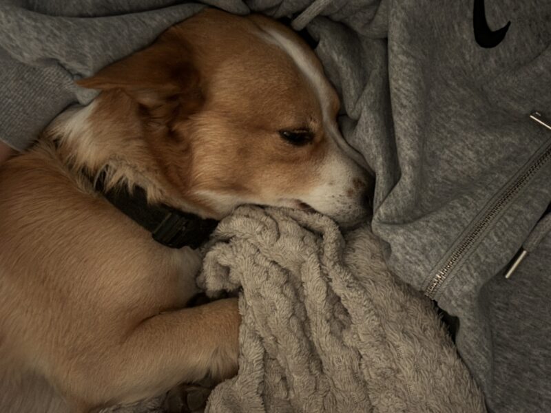 Zaginął piesek Max