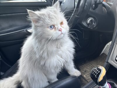 Zaginął Biały Kot Pusio