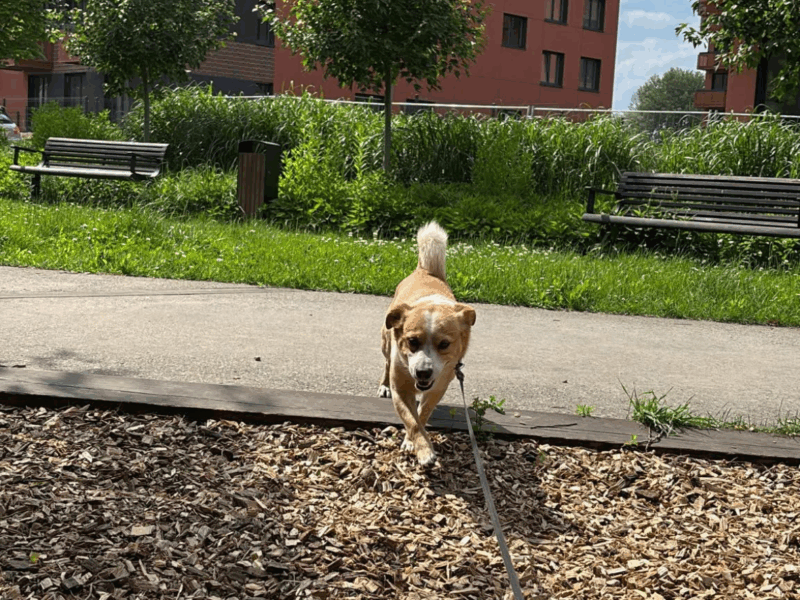Zaginął piesek Max