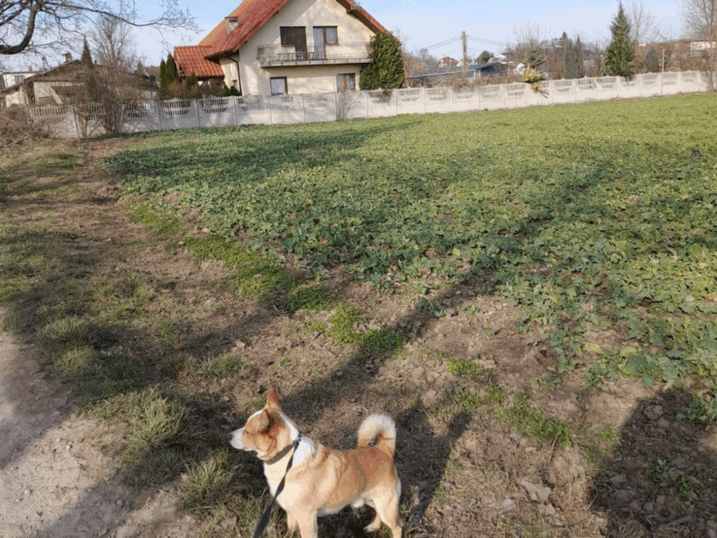 Zaginął piesek Max