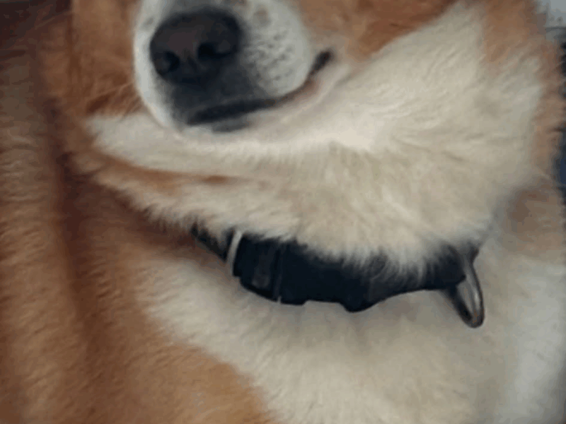 Zaginął piesek Max