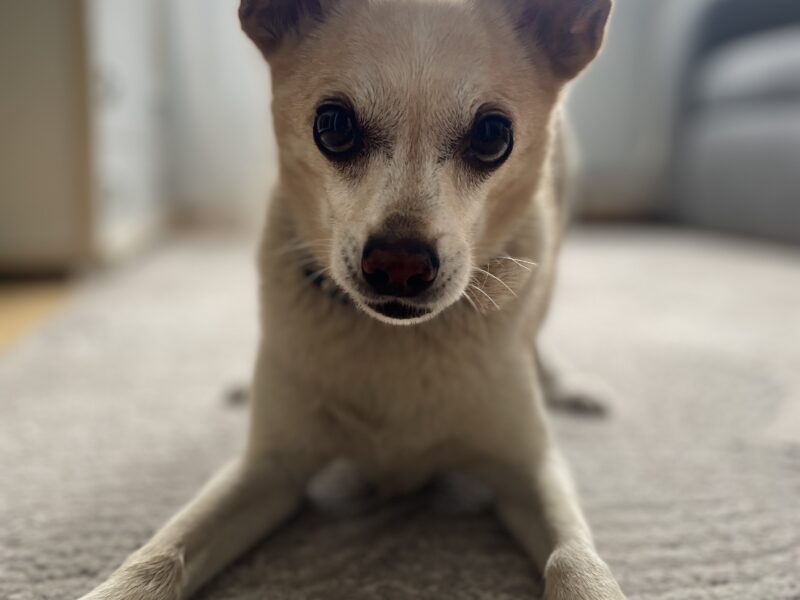 Zaginął piesek BOHUN ! NAGRODA !