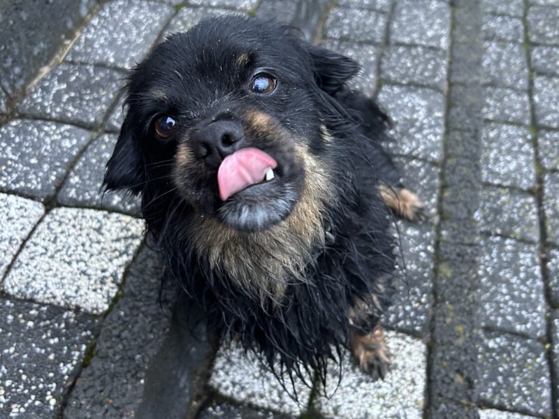 Zaginął pies Rysio
