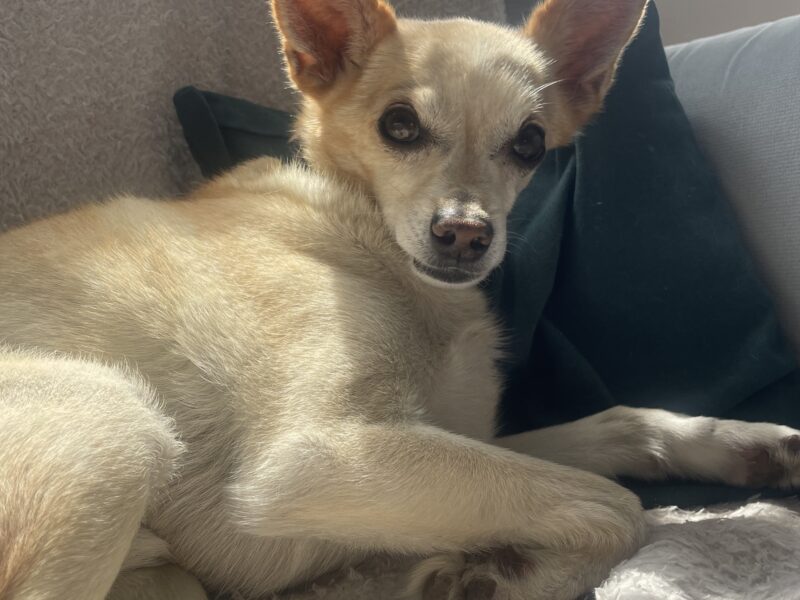 Zaginął piesek BOHUN ! NAGRODA !