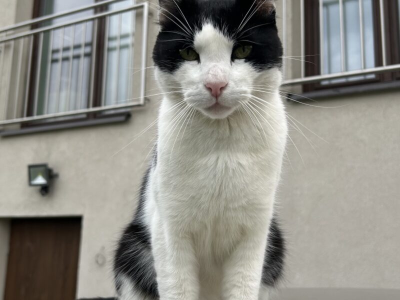 Zaginął kotek Filek