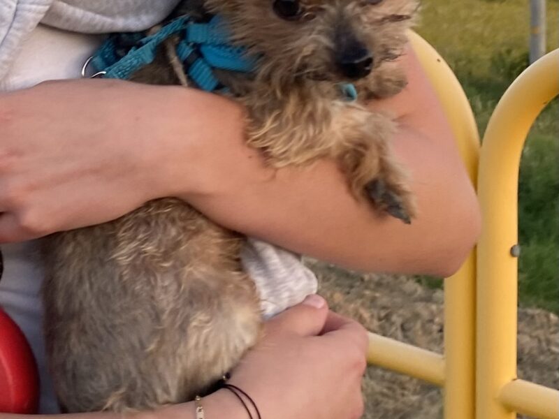 Zaginął piesek Tofik