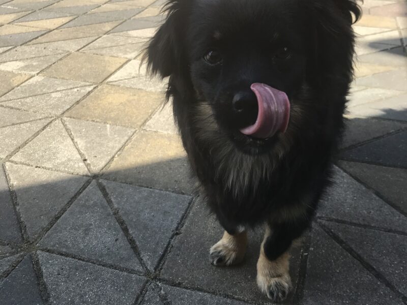 Zaginął pies Rysio