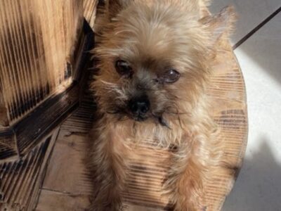 Zaginął piesek Tofik