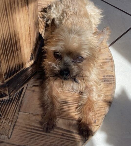 Zaginął piesek Tofik