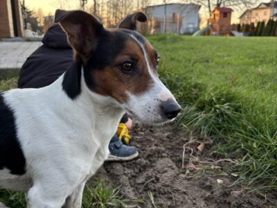 Zaginął pies Hektor