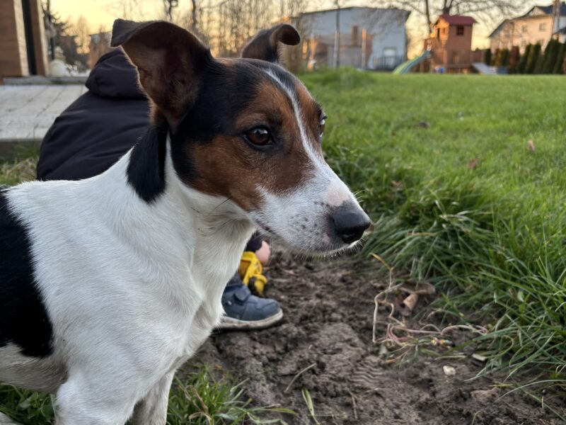 Zaginął pies Hektor