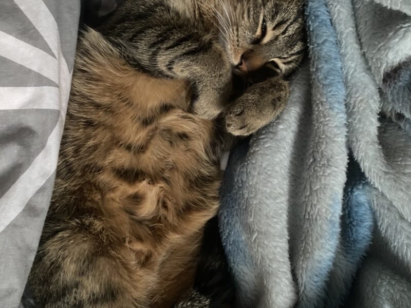 ZAGINĘŁA KOTKA COLA