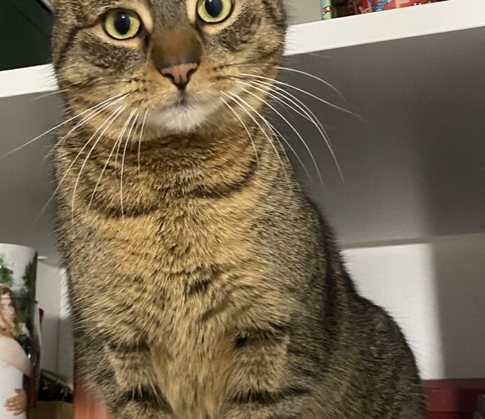 ZAGINĘŁA KOTKA COLA