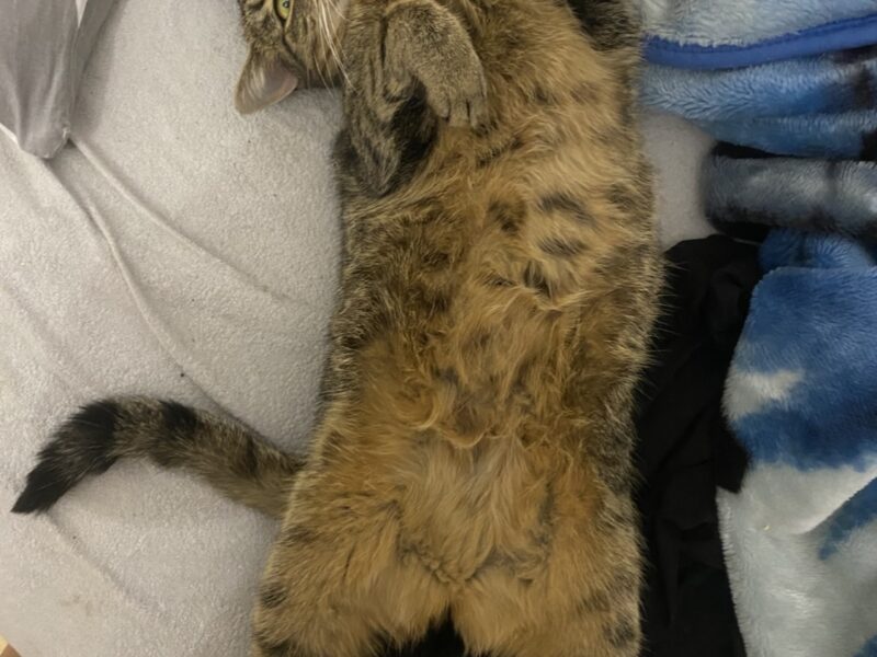 ZAGINĘŁA KOTKA COLA