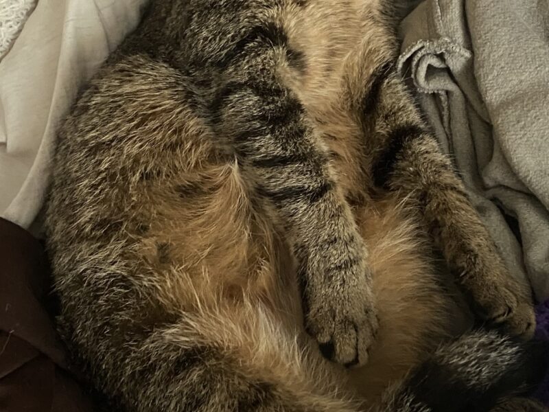 ZAGINĘŁA KOTKA COLA