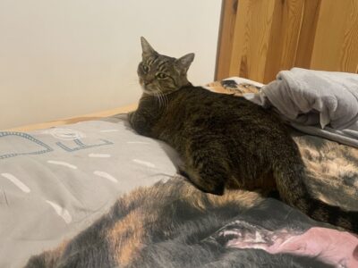 ZAGINĘŁA KOTKA COLA