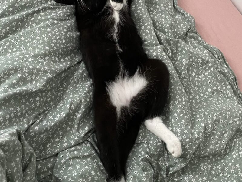 Zaginął kotek Pingus