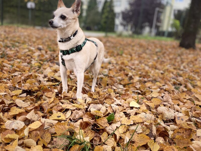 Zaginął piesek BOHUN ! NAGRODA !