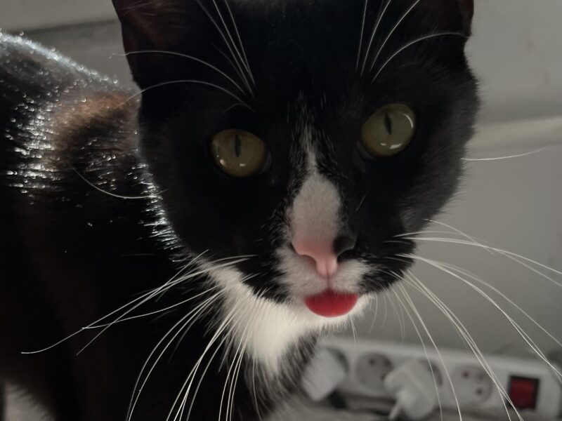 Zaginął kotek Pingus