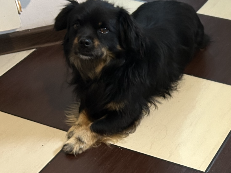 Zaginął pies Rysio