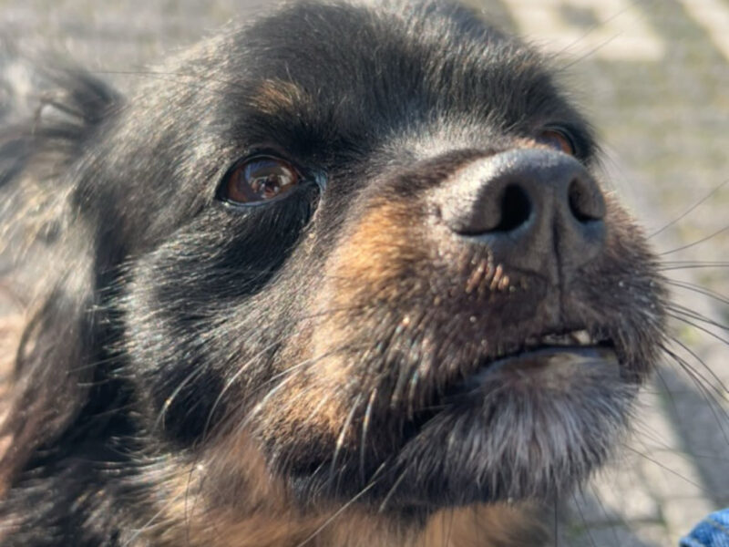 Zaginął pies Rysio