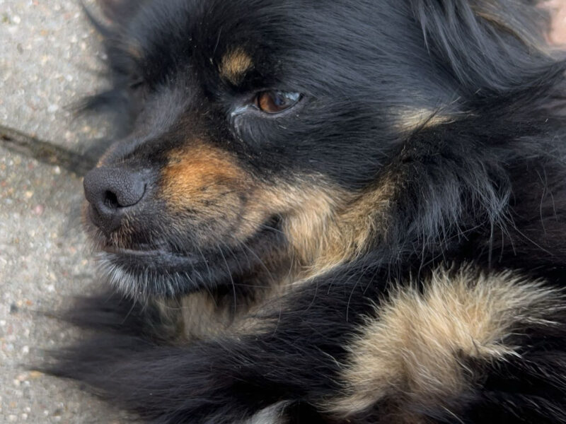 Zaginął pies Rysio