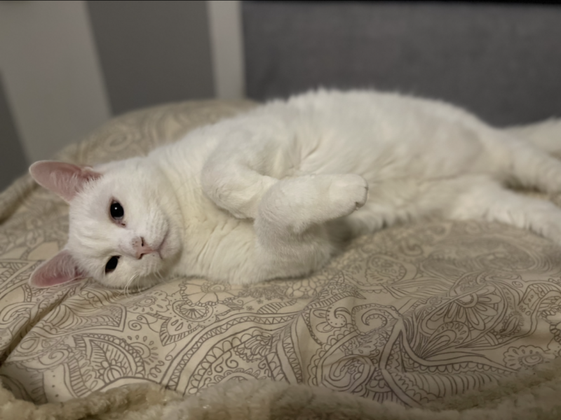 Zaginął biały kot Rumia