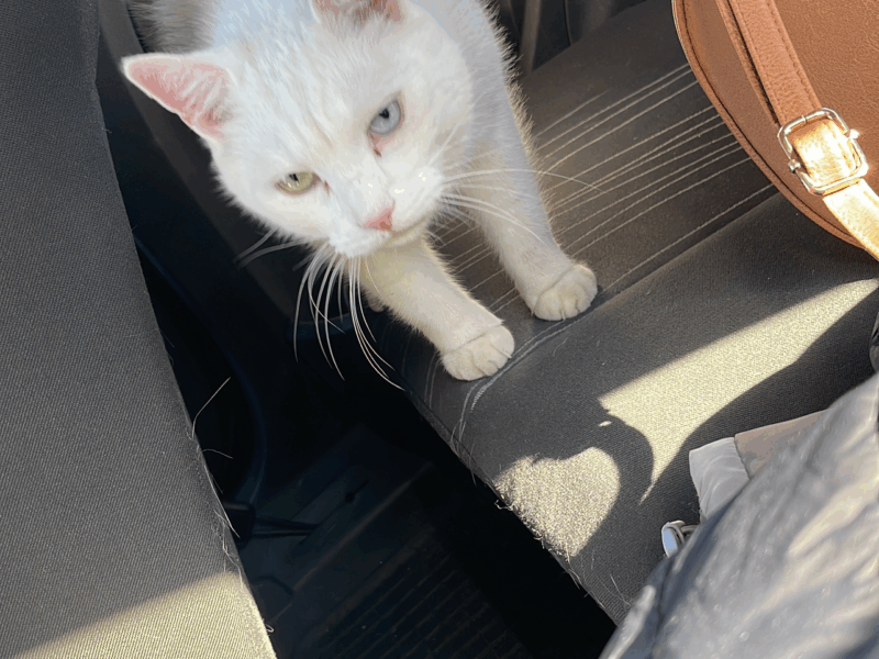 Zaginął biały kot Rumia