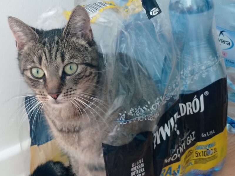 Zaginęła kotka Pusia!