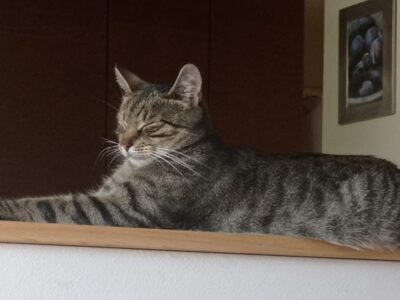 Zaginęła kotka Pusia!