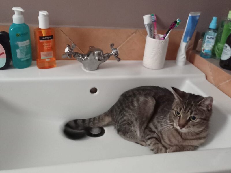 Zaginęła kotka Pusia!