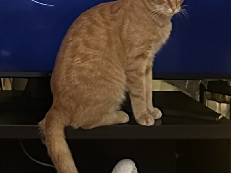 Zaginął kotek Rudi NAGRODA 500 PLN