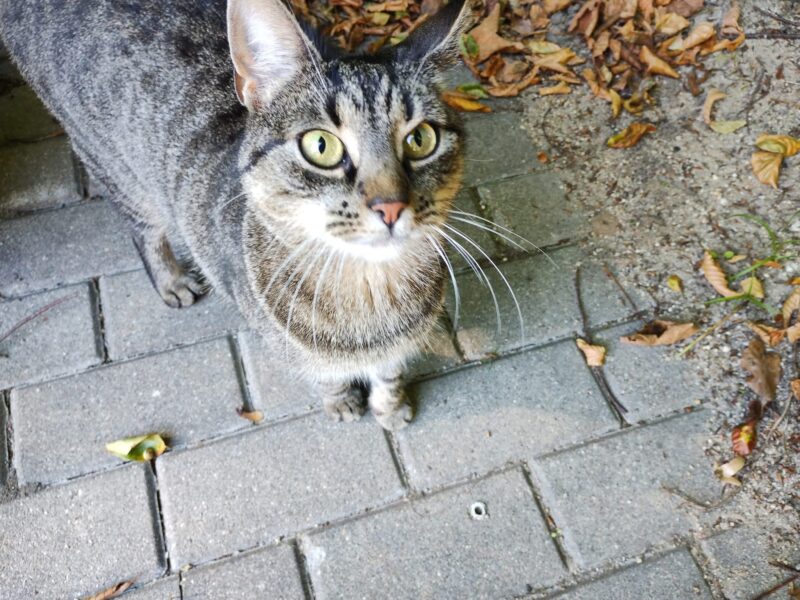 Zaginęła kotka Pusia!