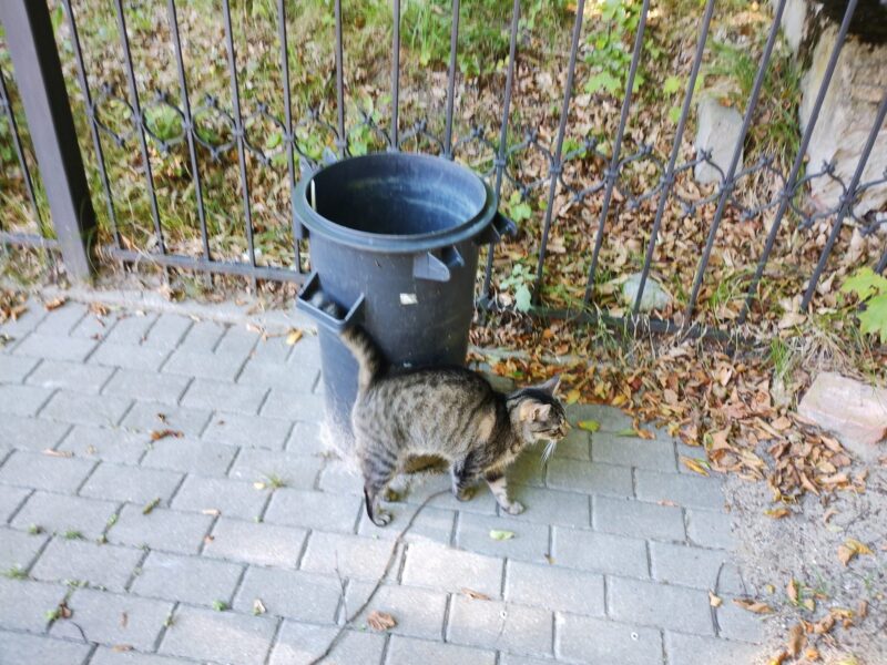 Zaginęła kotka Pusia!