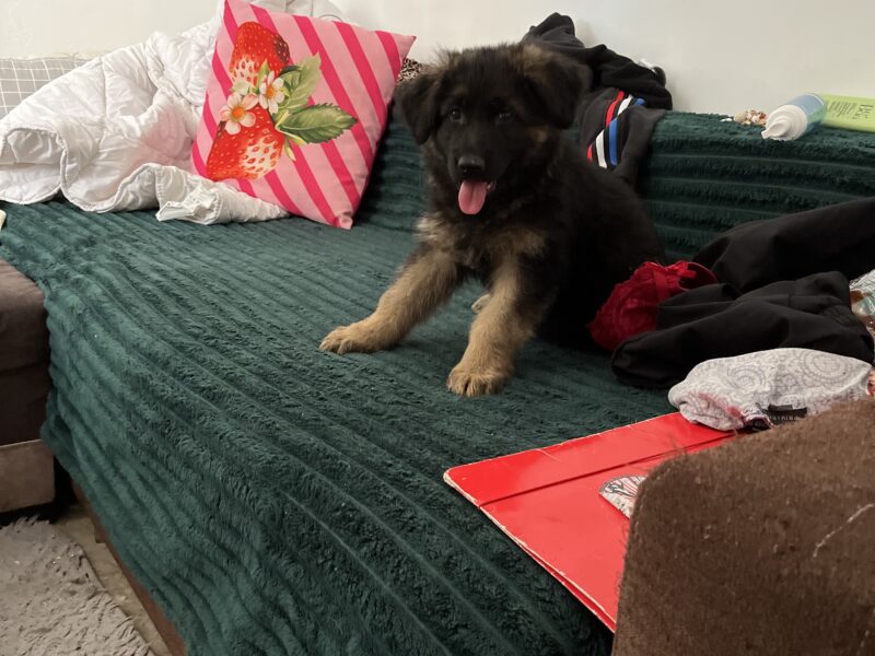 Zaginął Piesek Owczarek Niemiecki