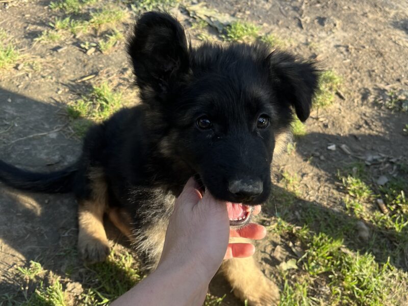 Zaginął Piesek Owczarek Niemiecki