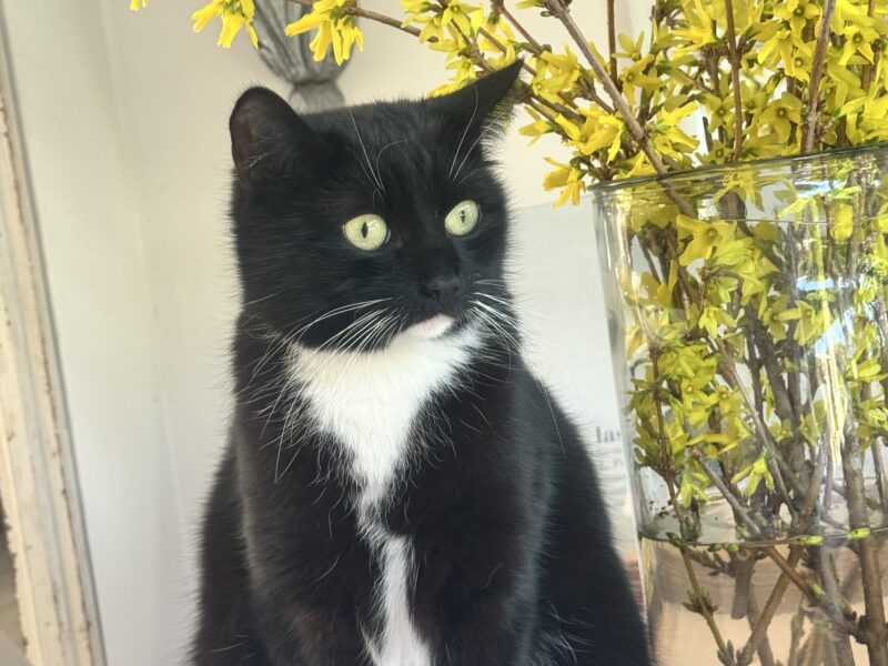 Zaginęła Kotka Tola