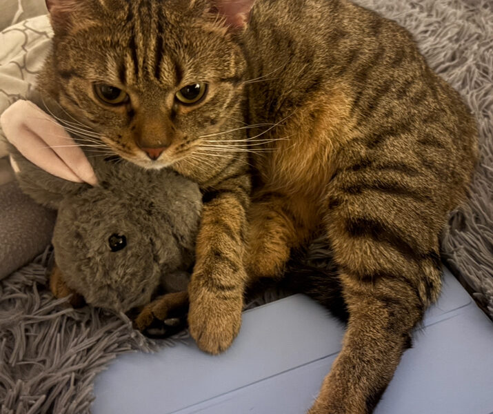 Zaginęła kotka Gabusia