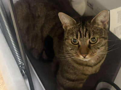 Zaginęła kotka Gabusia