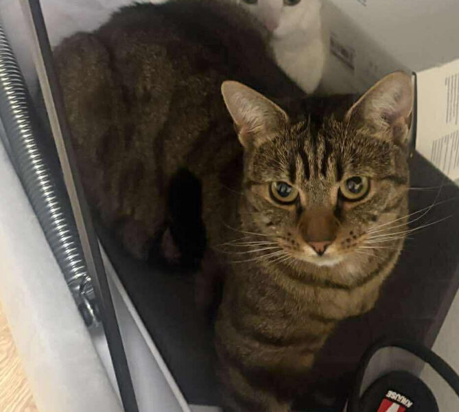 Zaginęła kotka Gabusia