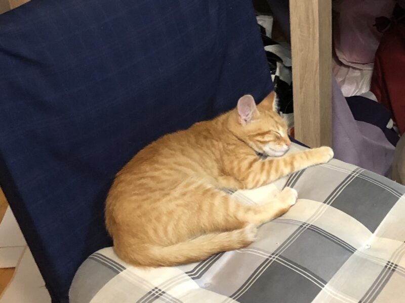 Zaginął młody kot Placek